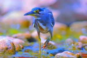 非洲女足全力备战下周对决