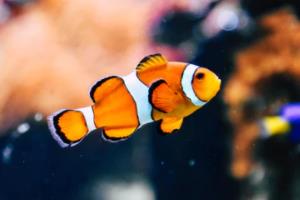 非洲女足全力备战下周对决